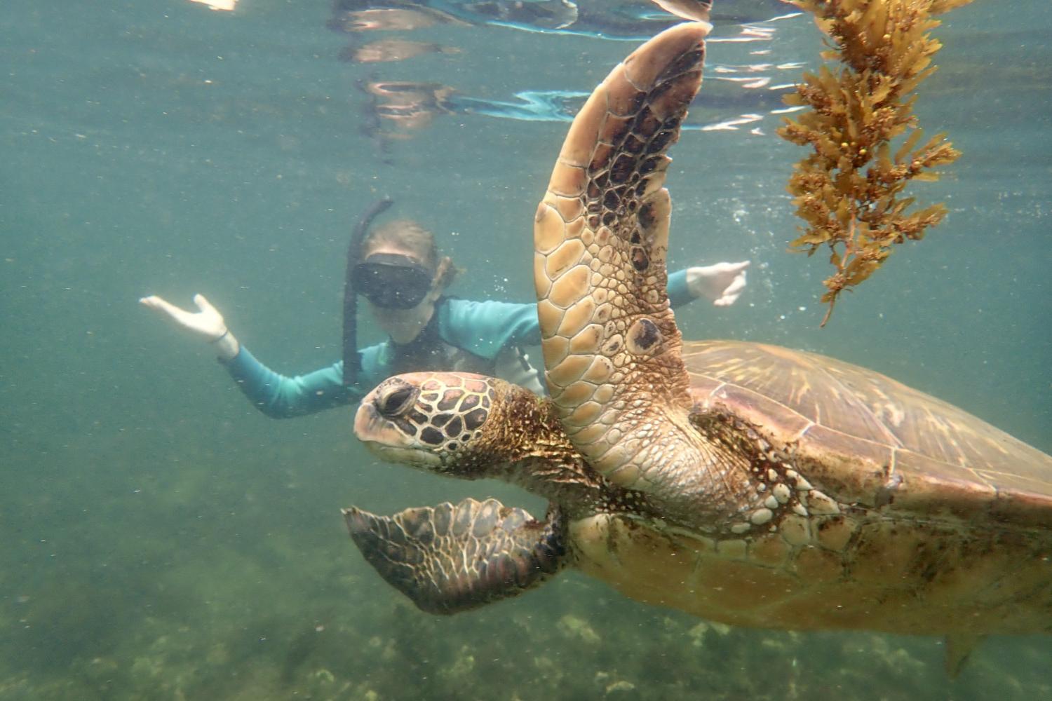 一名<a href='http://ubmf.ngskmc-eis.net'>bv伟德ios下载</a>学生在Galápagos群岛游学途中与一只巨龟游泳.